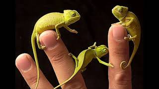 Famous Summertime - George Gershwin  by Nessa & Alan Net Worth