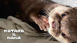 手をぺろぺろしながら布団にうもれるカワウソ　Otter Licking His Paws Before Nap Time