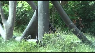 actu ATV les gorilles