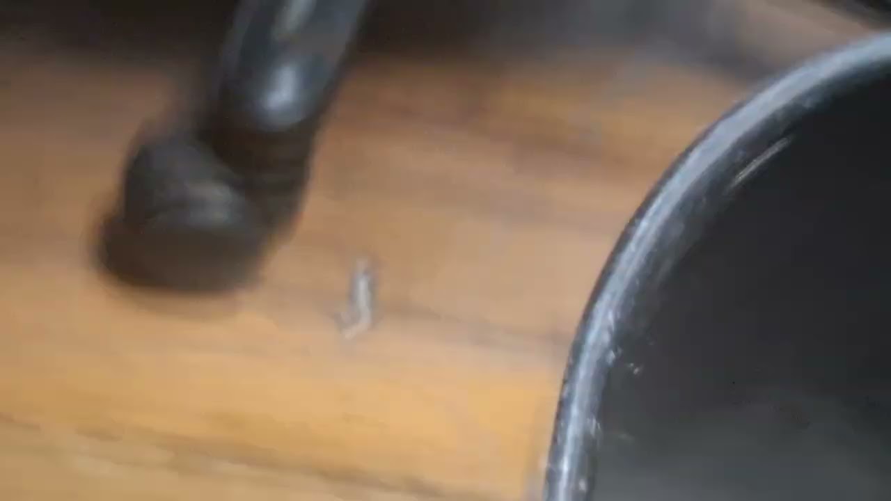 "HE GONE EDWARD MILLER POLICE!!!" (2025)