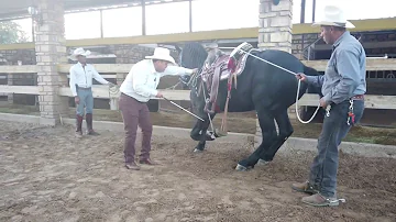 ¿Cómo saluda un caballo?