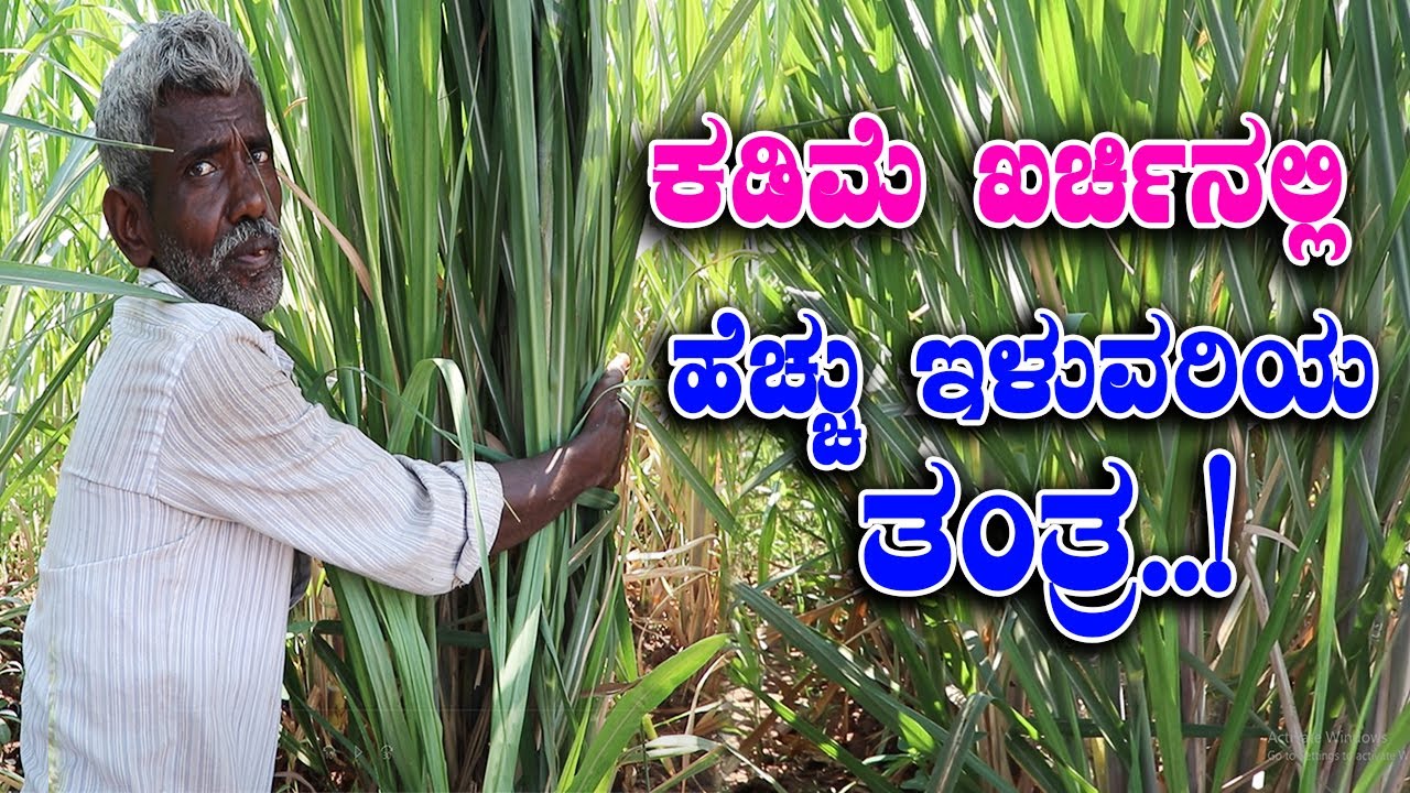 ಕಬ್ಬು ಬೆಳೆಯಲ್ಲಿ ಕಡಿಮೆ ಖರ್ಚಿನ ಉಪಾಯ ಕಂಡುಕೊಂಡ ಕೃಷಿಕ| Farmer’s low cost way in sugarcane crop