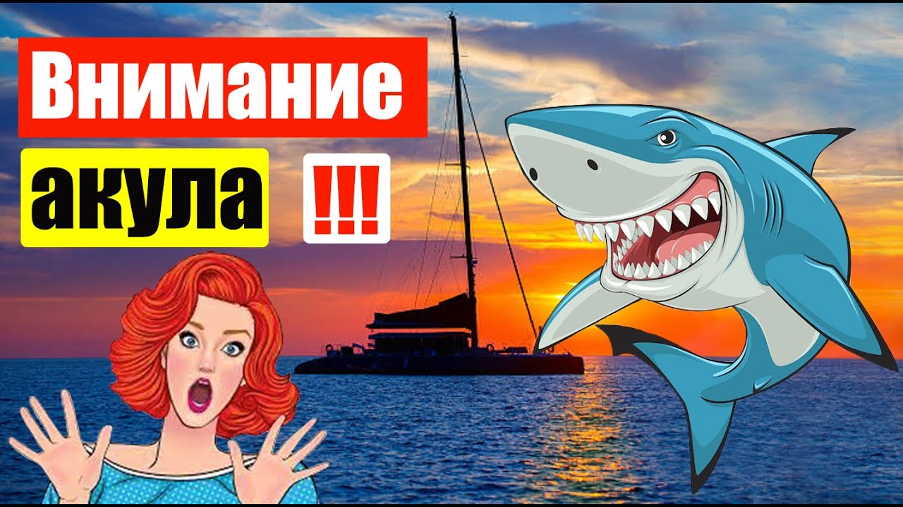 ⁣Внимание акула !!! (Ep 88) (Апр 20, 2023)