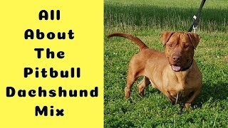 All About The Pitbull Dachshund Mix (The Dox Bull)