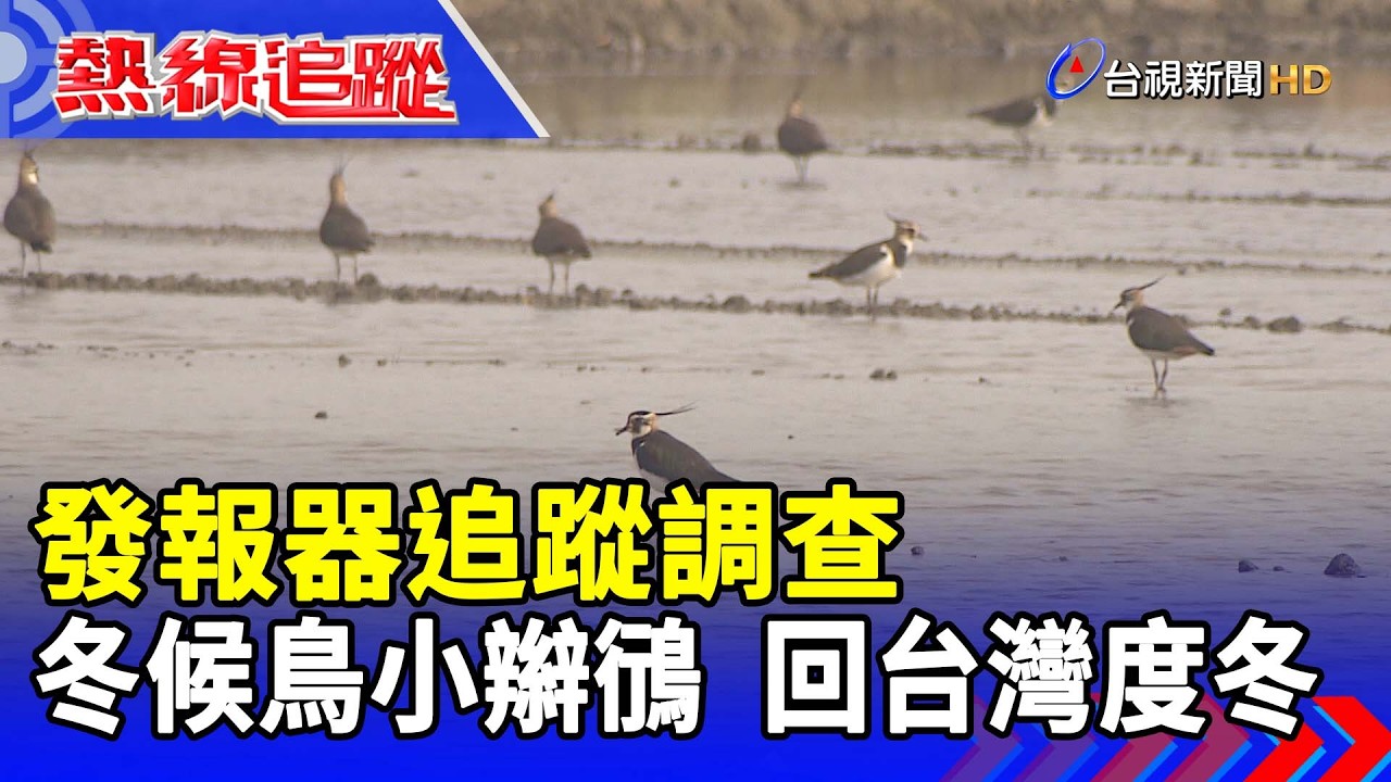 發報器追蹤調查 冬候鳥小辮鴴  回台灣度冬【熱線追蹤】