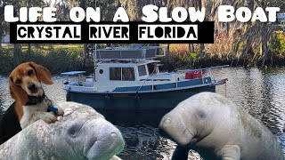 Don't Ride the Manatees! | on the hook in Crystal River, Florida