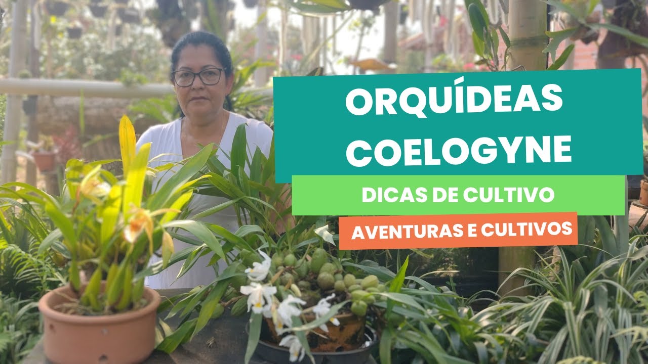 Orquídeas coelogyne - Dica de cultivo