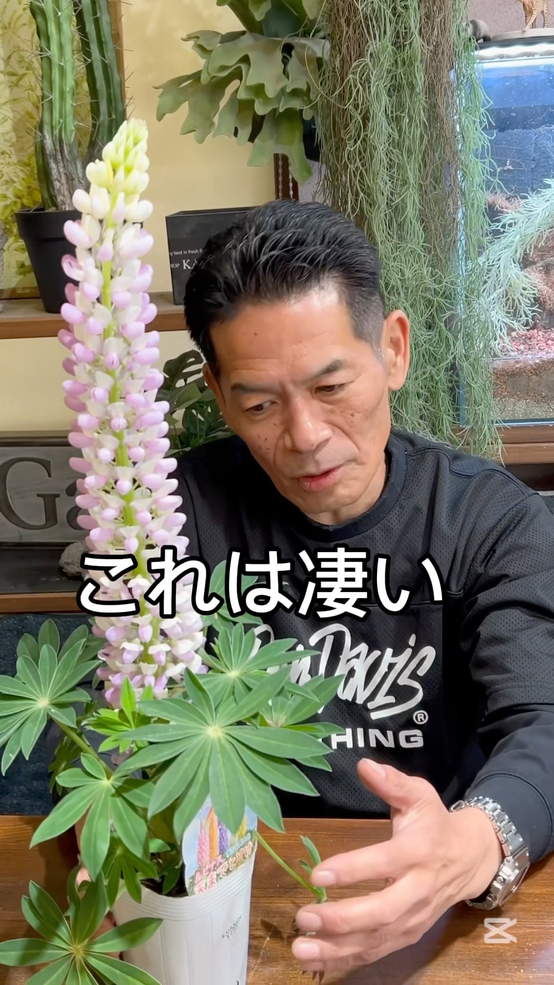 Lupine] A plant that looks like a squirrel's tail Tips for