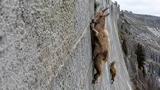 HOW and WHY do they do this | Mountain GOATS. Gravity Doesn't Work on Them