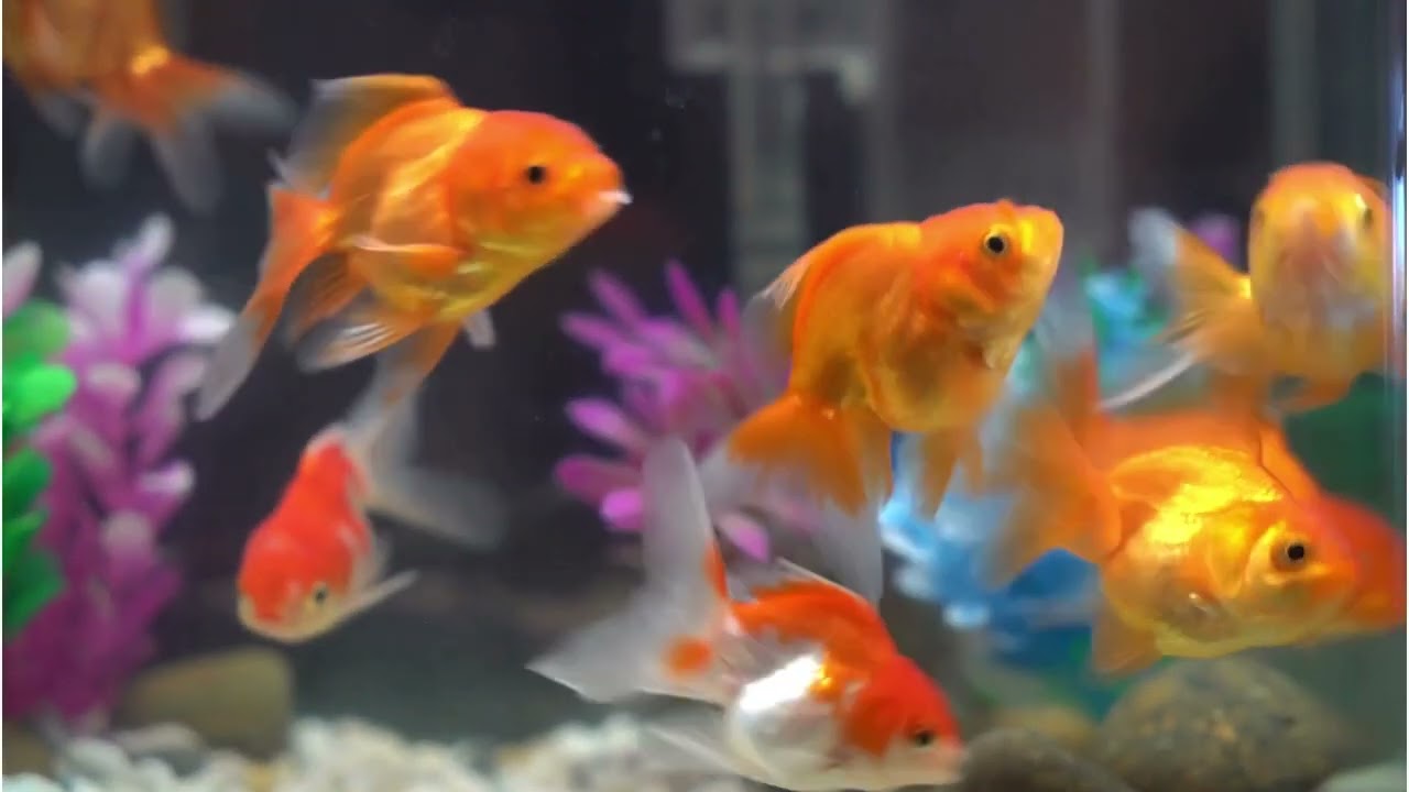 Goldfish Swimming with Relaxing Music | Calming Aquarium Sounds for Sleep, Focus & Stress Relief
