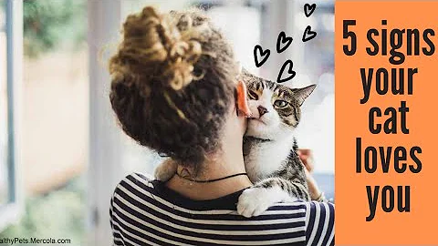 5 Signs your cat loves you!