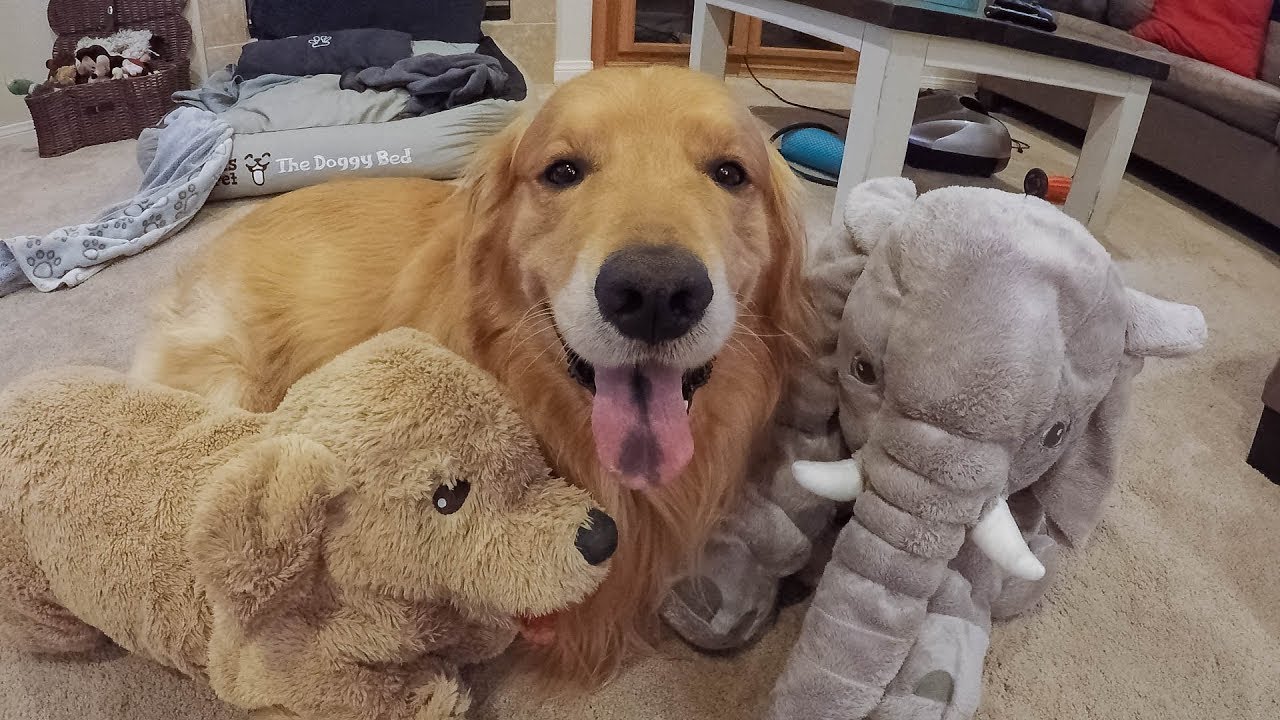 golden retriever stuffed animal ikea