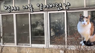 추운 겨울 식물원 안으로 들어가버린 고양이 사연 by 영희네별장 1,488 views 4 months ago 11 minutes, 28 seconds