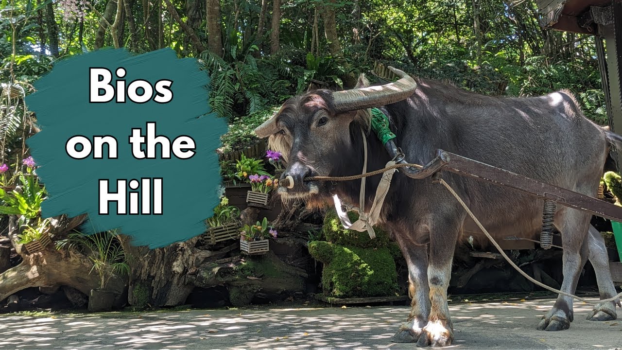 Bios on the Hill // Okinawa, Japan - YouTube