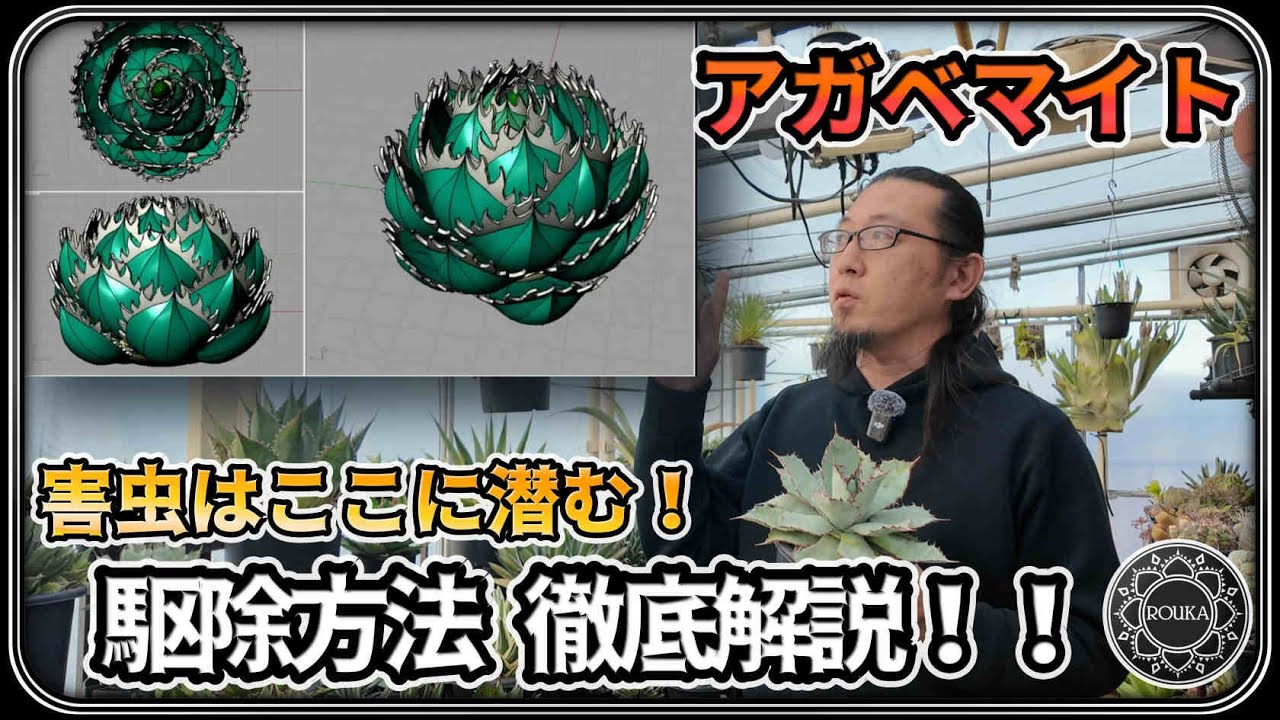 【害虫】アガベマイトの効果的な駆除方法を3Dモデルで徹底解説！おまけで縦割り・胴切りについても【Agave】【多肉植物】【長尺】