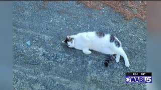 Madisons Rascal The Cat Is Missing