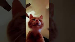 cat makes horrible noise #gross #disgusting #terrible #awful #dreadful #horrendous #petrifying