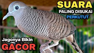 Perkutut Lokal Gacor Suara Besar Pancingan Burung Perkutut Agar Bunyi.