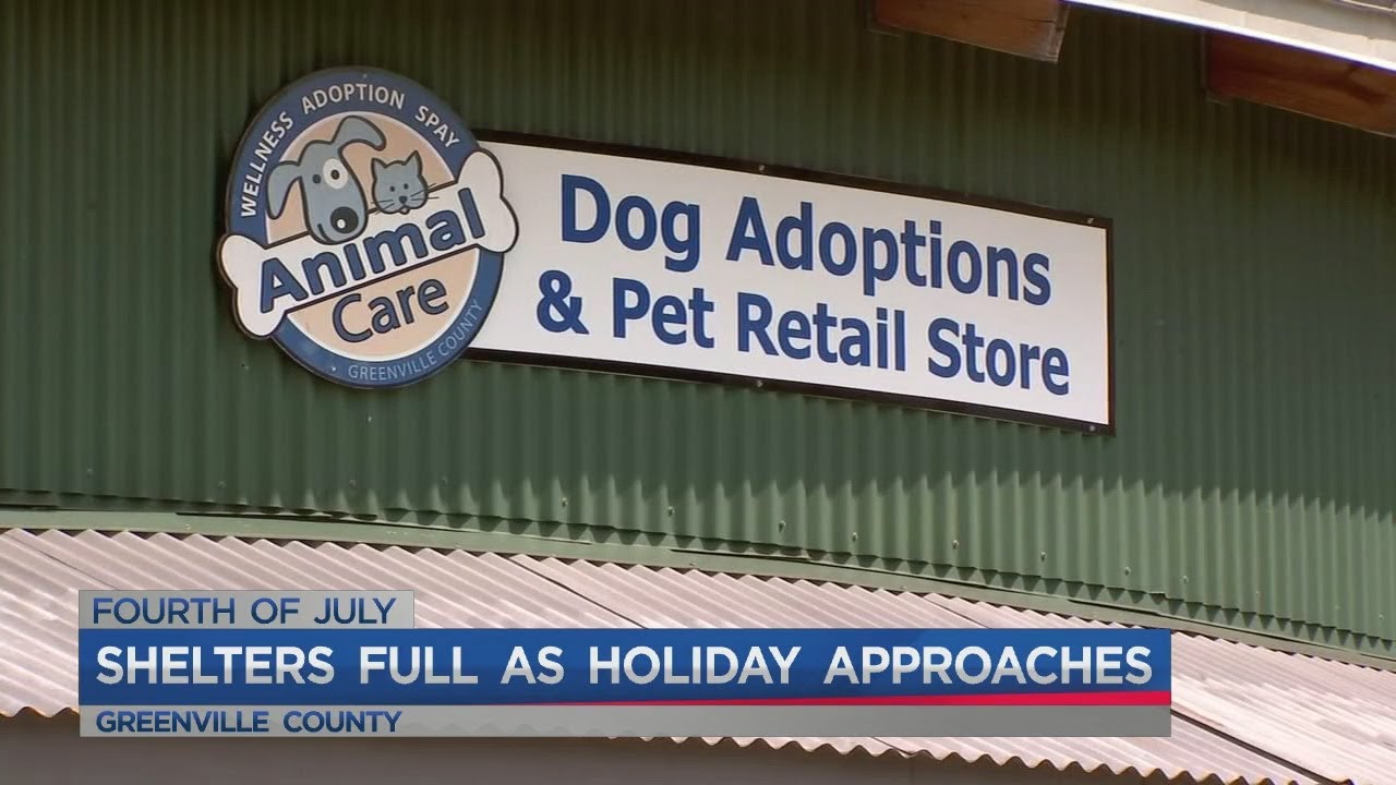 Greenville County Animal Care needs foster families YouTube