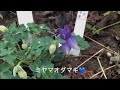 まるおの母 まるこの宿根草と低木の庭 2018 04 25  雨はたっぷり降りました。潤った庭の牡丹の蕾 西洋オダマキとミヤマオダマキ 遅咲き水仙