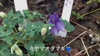 まるおの母 まるこの宿根草と低木の庭 2018 04 25  雨はたっぷり降りました。潤った庭の牡丹の蕾 西洋オダマキとミヤマオダマキ 遅咲き水仙