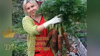 МОРКОВЬ!!! Сорта - Лучшие из лучших!!!