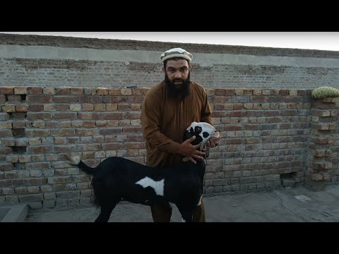 Eid-ul-Adha Special / Bakra Zibba Krne Ka Tarika / Bakra Kese Zibba Kiya Jata Hai / By Shair Khan Fo