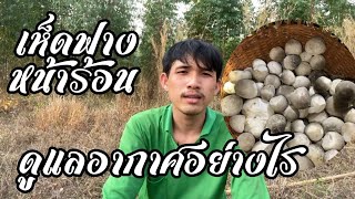 เห็ดฟางกองเตี้ยหน้าร้อน ดูแลอากาศอย่างไร | มังกรอินดี้ฟาร์ม