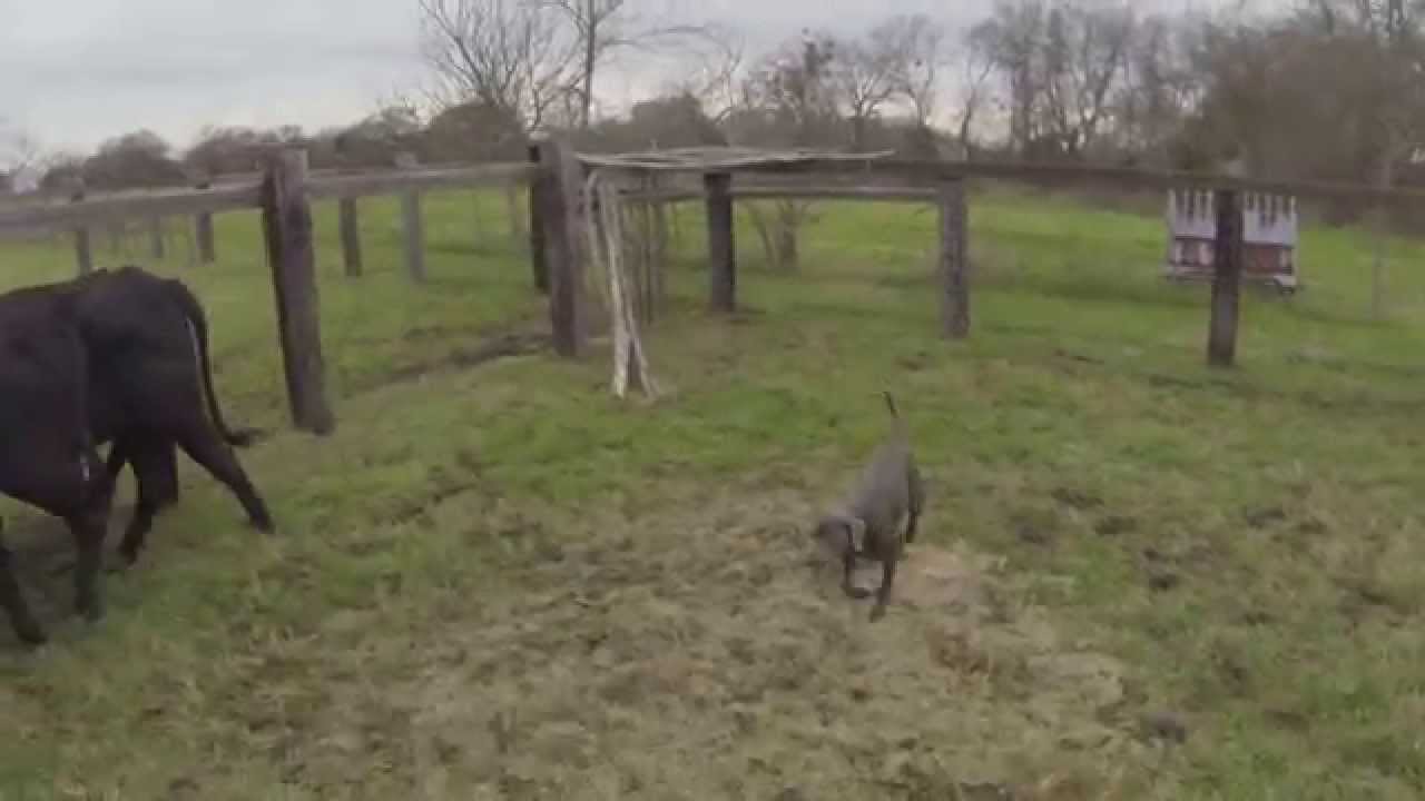 blue lacy training