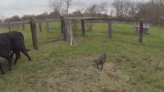 Blue Lacy Ace Training Day 29 03122015