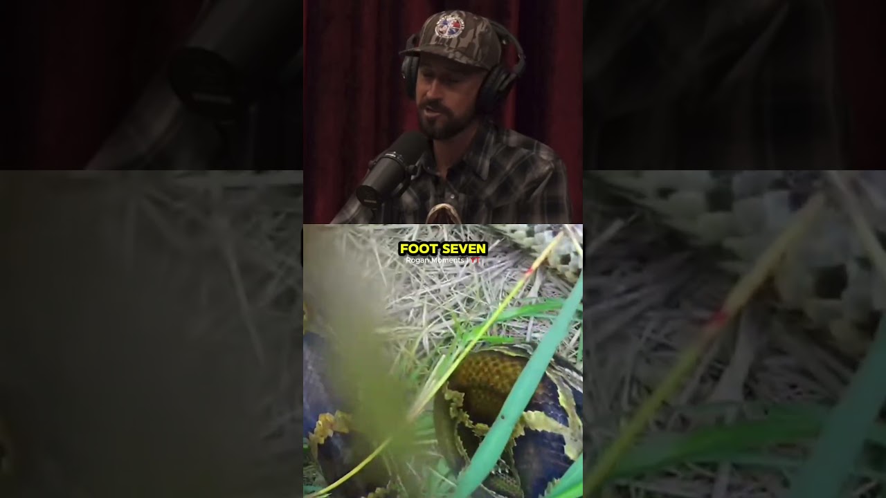 Joe Rogan Reacts To Snake Fight