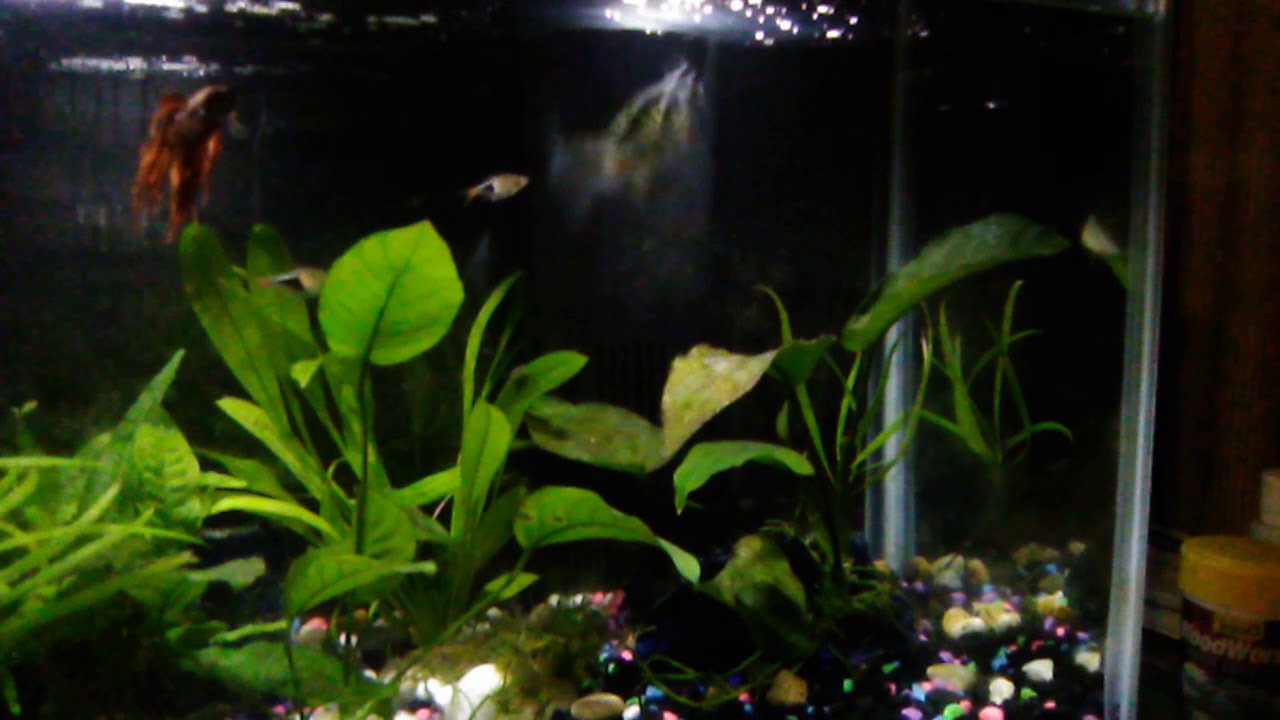 harlequin rasbora betta fish