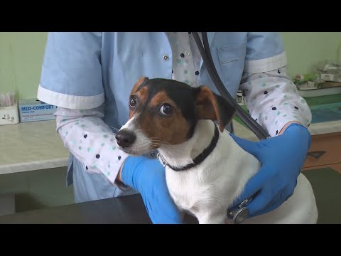 Video: 4 Lietas, Ko Pet Vecāki Veic Veterinārārstu Iecelšanas Laikā, Kas Virza Personāla Uzgriežņus