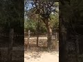 #trending#shorts #viral #comedy