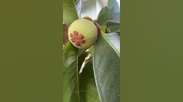 Lùn Vlog - Những Trái Măng Cụt Đầu Mùa.  #lùnvlog #fruit #mangcut #mangosteen