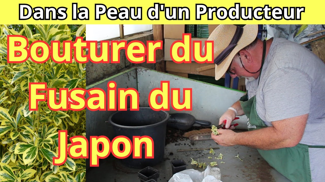 Les Étapes Essentielles pour Bouturer du Fusain du Japon.