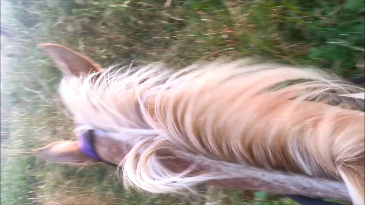 Artemis alazán - project blind ~ Ausritt 26.07.2016