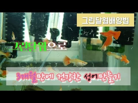 열대어 최고의 생먹이 달웜(guppy,코리,디스커스)배양하는법