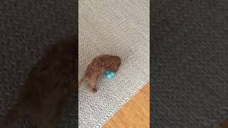 Ralphy Playing Fetch With His New Squeaky Toy! | Ralphy the Puppy Spoodle / Puppy Cockapoo Details