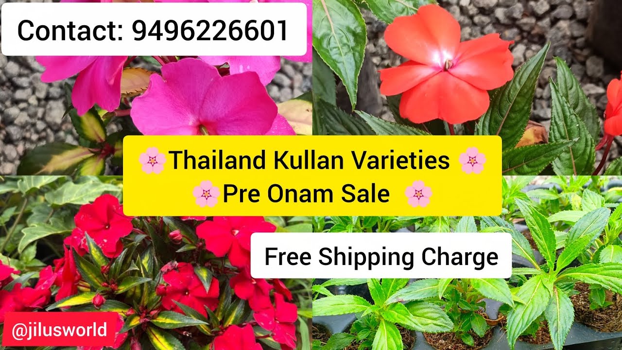 🌸💮Pre Onam Sale.... Thailand Kullan Varieties Balsam Combo 10 Colours 💮🌸
