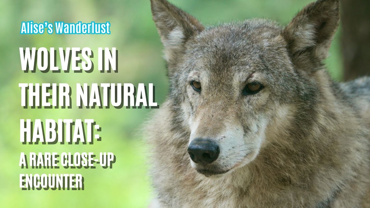 Wolf Wolves in Their Natural Habitat