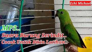 MP3.Suara Burung Serindit Cocok Untuk Bikin Latihan Serindit Baru Dapat..(Vlog 015)