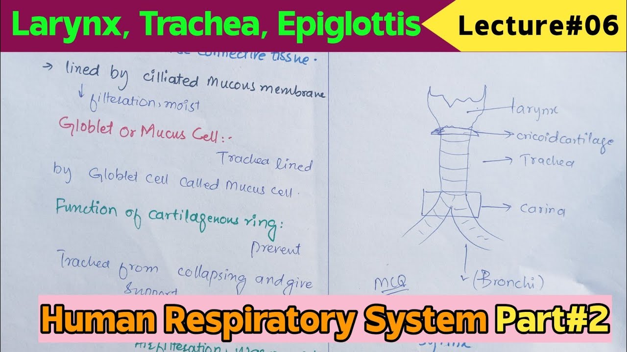 Epiglottis, Larynx, Trachea Anatomy And Physiology Structure, Vocal