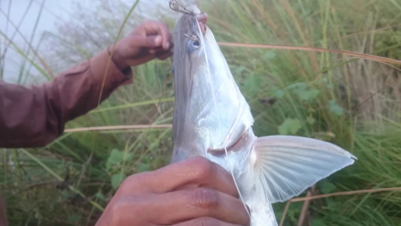 Fishing from a river..... River fishing In Pakistan Latest fishing