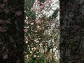 Es fängt an zu blühen, das weckt Frühlingsgefühle. #naturliebe #spätwinter #blüten #achtsamkeit