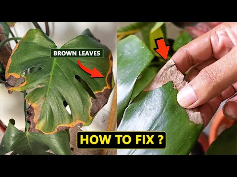 Monstera leaves turning brown ? - YouTube