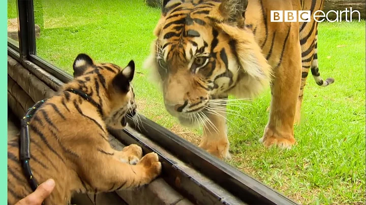 Cubs Meet Adult Tiger for the First Time | Tigers About The House | BBC Earth - DayDayNews
