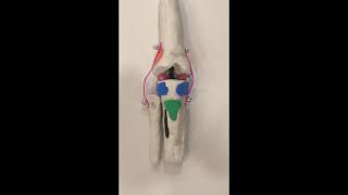 Right Knee Joint Model Project Psk4U0 - Mr. Sykes