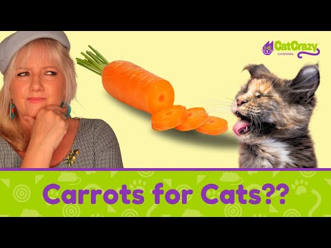 Can Cats Really Be Vegan?