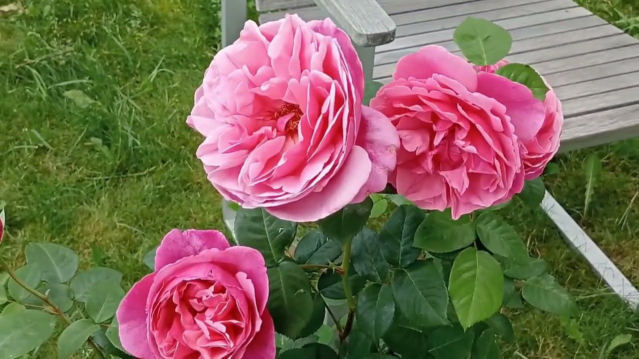 Róże w Różanym Zakątku 🌹